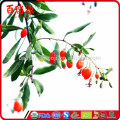 Vendita bacche di goji onde posso comprar goji berries wolfberry goji